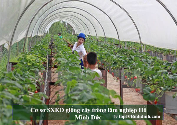 Cơ sở SXKD giống cây trồng lâm nghiệp Hồ Minh Đức