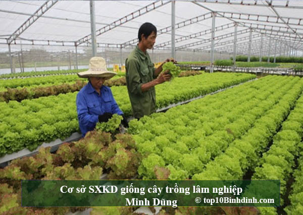 Cơ sở SXKD giống cây trồng lâm nghiệp Minh Dũng