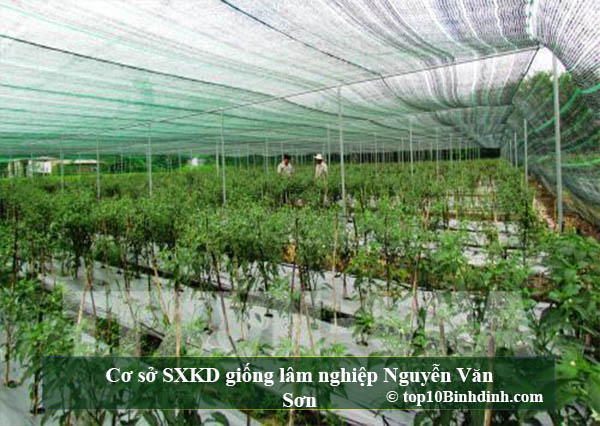 Cơ sở SXKD giống lâm nghiệp Nguyễn Văn Sơn