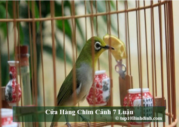 Top 10 Cửa hàng chim cảnh cung cấp giống uy tín tại Thanh Hóa