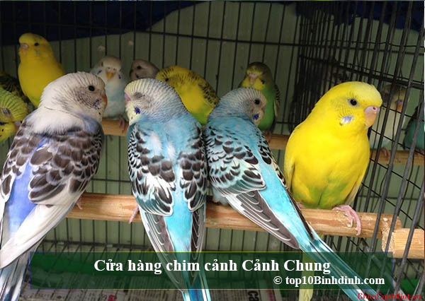 Cửa hàng chim cảnh Cảnh Chung